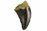 Serrated Theropod Tooth (Raptor) - South Dakota #128487-1